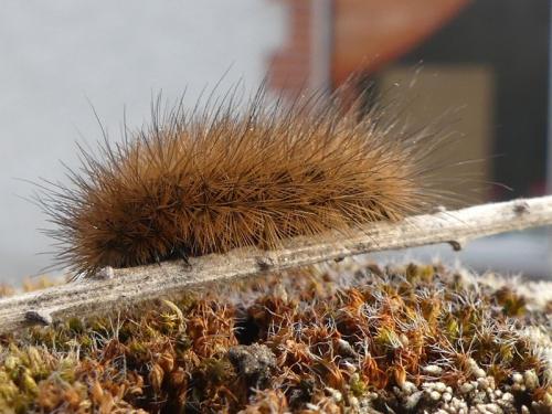 Phragmatobia fuliginosa